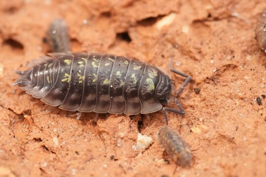 Close Up of a Pillbug on a Brick Surface, Showcases Entomology and Detailed Crustacean Biology