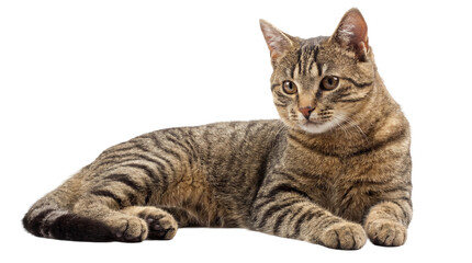 Obraz premium a young, striped tabby kitten with large, curious eyes lies relaxed on a dark, transparent background, showcasing its playful nature and cute appearance.