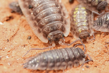 Naklejka premium Close Up of group of Oniscus asselus or Shiny Pillbugs on a Brick, Showcases Entomology and Detailed Crustacean Biology