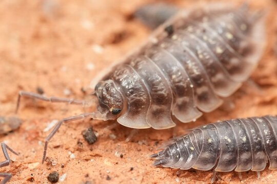 Close Up of group of Oniscus asselus or Shiny Pillbugs on a Brick, Showcases Entomology and Detailed Crustacean Biology