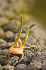 Fototapeta premium Sprout Emerge: A Symbol of Growth on Textured Surface, signifying new life