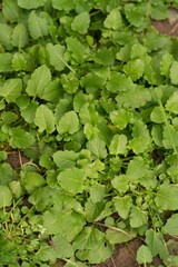 Fototapeta premium Closeup on emerging green leaves of Common nipplewort wildflower, Lapsana communis