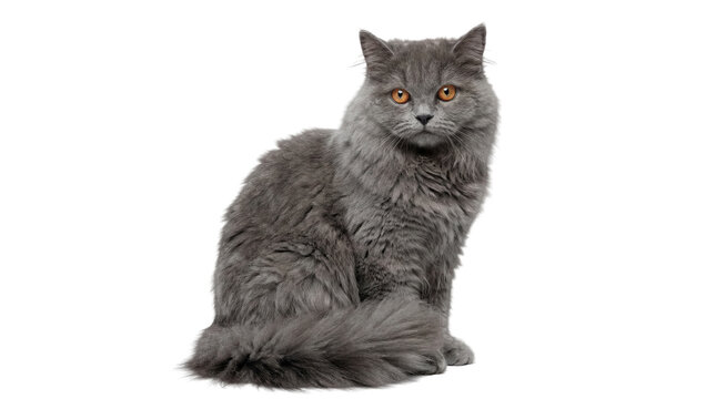 fluffy grey british longhair cat with bright orange eyes sitting elegantly on a transparent background, looking directly at the camera with a serious expression.