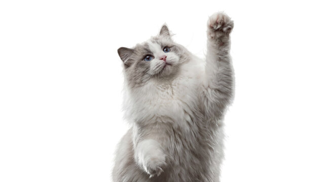 a fluffy ragdoll cat with blue eyes reaches up with its paw, isolated on a transparent background.