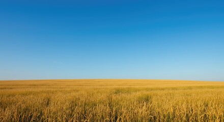 Obraz premium A vast, pristine golden meadow stretching toward the horizon under a perfectly clear blue sky during a warm, quiet afternoon ,season ,flora ,spacious