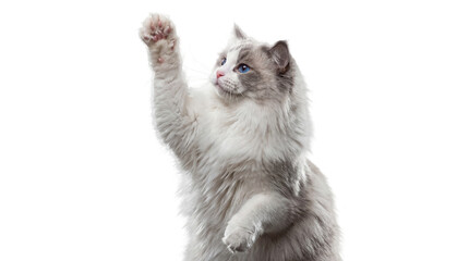 Fluffy White and Grey Ragdoll Cat with Blue Eyes Raising Paw, Playful Moment Captured in PNG, Isolated on Transparent Background for Pet and Creative Designs © Jennafer