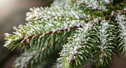 Fototapeta premium Close up of green spruce branch covered with frost. Winter outdoor scene with pine needles. Early winter season plant, holiday decoration.