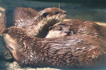 Otters