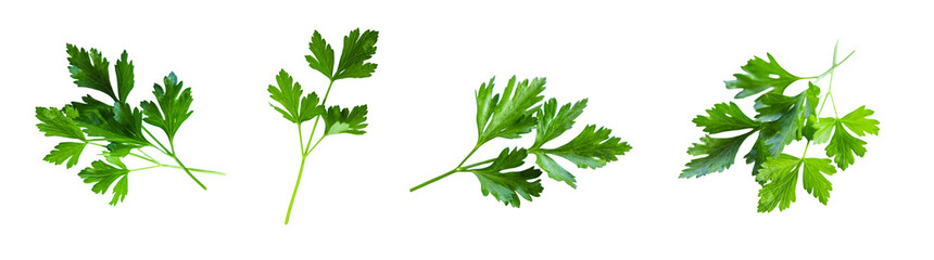 Parsley on a white background. Selective focus. Food.