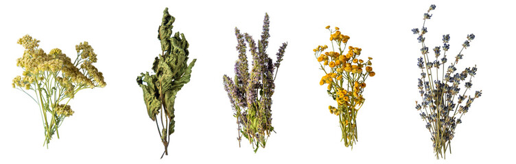 Medicinal herbal extract. Selective focus. Nature.