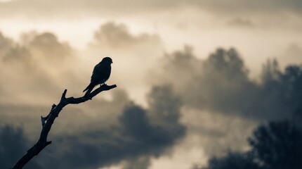 Fototapeta premium eagle in the sky