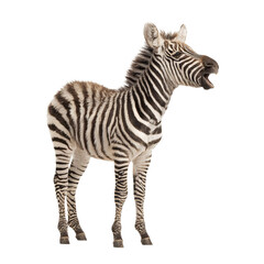 Fototapeta premium PNG of A young zebra stands proudly, showing off its distinct black and white stripes.
