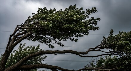 Wind shaped tree leaning under heavy gusts.