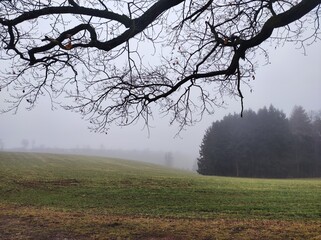 tree in the fog