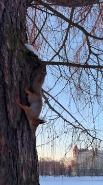 Feeding behavior. Curious squirrel on snow reaching for food from person hand highlighting trust nature and seasonal survival, vertical video, shot handheld, 4k footage