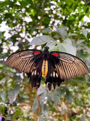 Black and pink butterfly in the garden