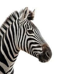 Fototapeta premium PNG of Close-up of a majestic zebra showcasing its iconic black and white stripes.