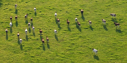 les bovins dans la campagne Bretonne de Gou&eacute;zec &agrave; Spezet vu de montgolfi&egrave;re en Finist&egrave;re France