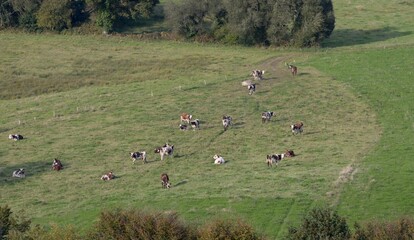 les bovins dans la campagne Bretonne de Gou&eacute;zec &agrave; Spezet vu de montgolfi&egrave;re en Finist&egrave;re France