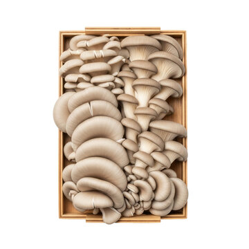 Fresh oyster mushrooms in a wooden box isolated on black