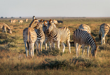 Obraz premium Large Herd of Plains Zebras Grazing in the Savanna at Sunset Etosha Namibia