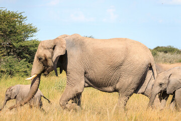 Fototapeta premium African Elephant Walking Through Tall Grass in the Savanna Bush Namibia