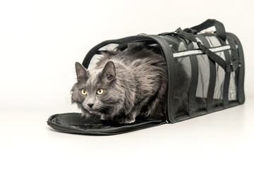 Gray cat near pet carrier isolated on white background