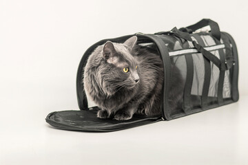 Gray cat near pet carrier isolated on white background