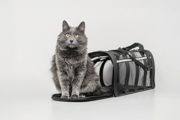 Gray cat near pet carrier isolated on white background