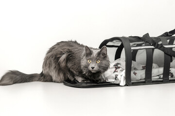 Gray cat near pet carrier isolated on white background