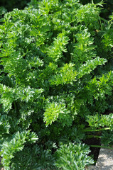 Fototapeta premium Chinesischer Sellerie, Apium graveolens var. Secalinum