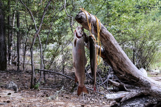 Freshly caught trout fish hanging on a wooden branch in the wild forest