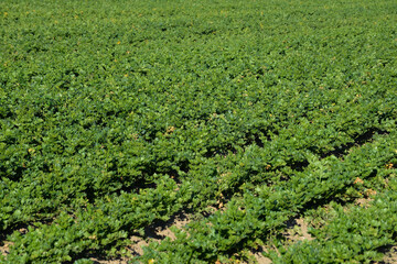 Knollensellerie, Apium graveolens var. rapaceum