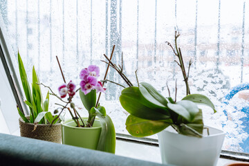 grow orchids at home