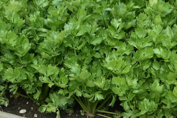 Obraz premium Stangensellerie, Apium graveolens var. rapaceum