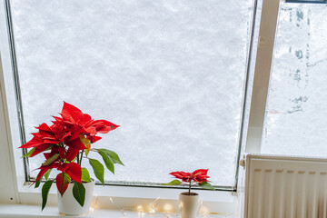 Christmas plant Christmas star, poinsettia window covered with snow