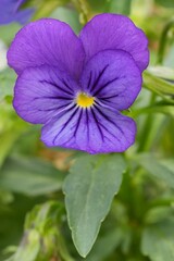 Close-Up of Vibrant Purple Pansy: A Botanical Beauty Displaying Intricate Patterns , Colors and Delicate Petals