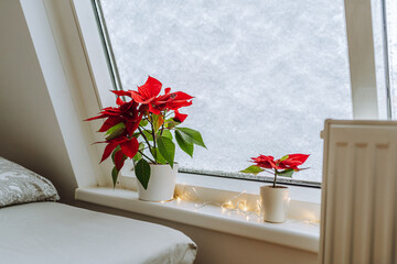 Christmas plant Christmas star, poinsettia window covered with snow