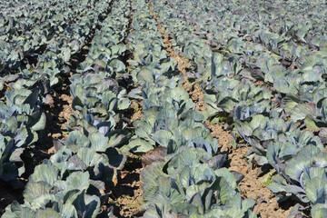 Fototapeta premium Rotkohl, Blaukraut, Brassica oler.var. Capitata f. rubra