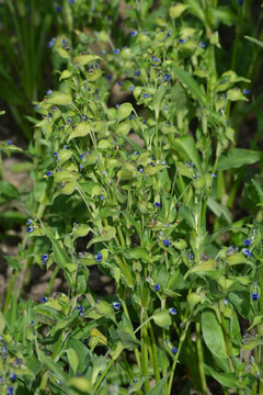 Knollige Tagblume, Commelina tuberosa