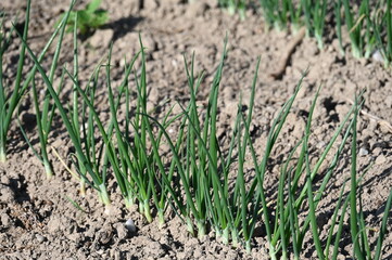 Fototapeta premium Lauch, Porree, Allium ampeloprasum Lauch-Gruppe, Syn. Allium porrum