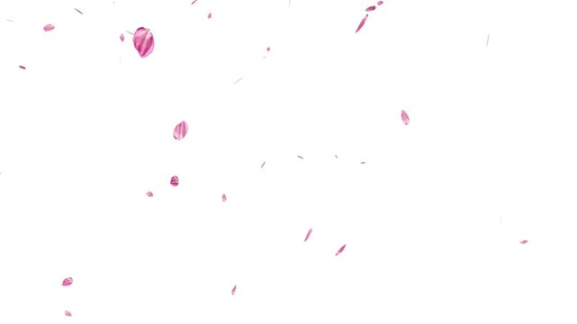 Falling cherry blossom petals on white background for chroma key overlay. sakura petals drifting, autumn leaves falling animation 
