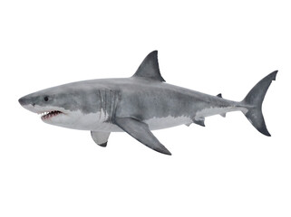 Obraz premium Great white shark side view, isolated on transparent background (PNG)