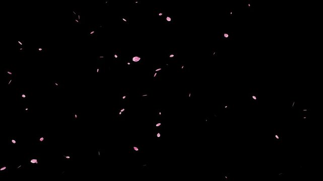 Falling cherry blossom petals on black background for chroma key overlay. sakura petals drifting, autumn leaves falling animation .