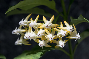 Beautiful Shooting Stars Hoya (Hoya multiflora) flowers.