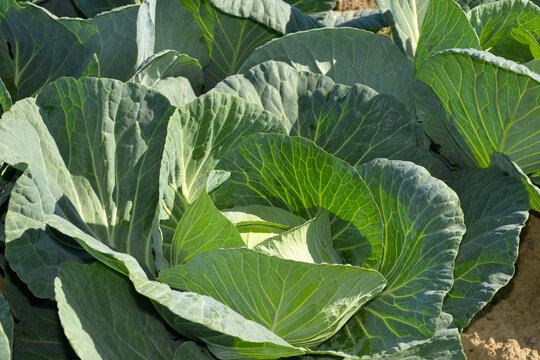 Wei&szlig;kohl, Brassica oler.var. Capitata f. alba