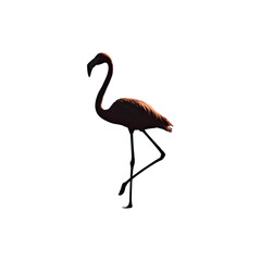 Fototapeta premium Elegant flamingo standing on one leg dramatic low light wildlife portrait exotic tropical bird studio shot isolated on white background