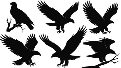 Obraz premium Collection of black eagle silhouettes in various poses on white background bird of prey