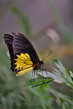 Closeup of an Common Birdwing butterfly (Troides helena). 