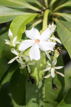 Beautiful Sea mango (Cerbera manghas Linn.) flowers.